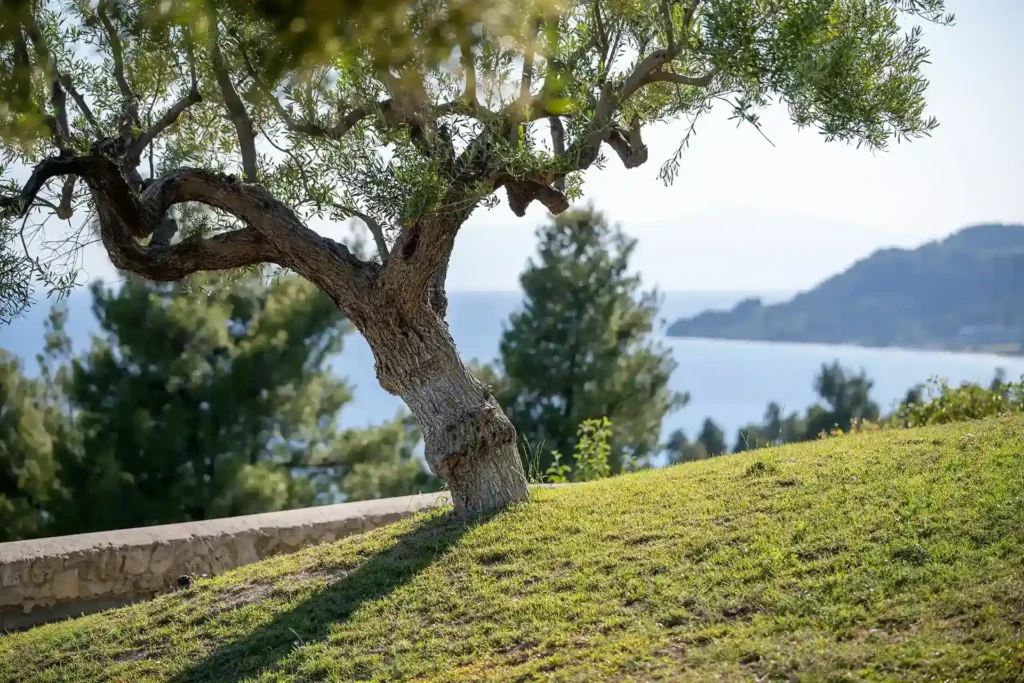 Halkidiki Olive tree