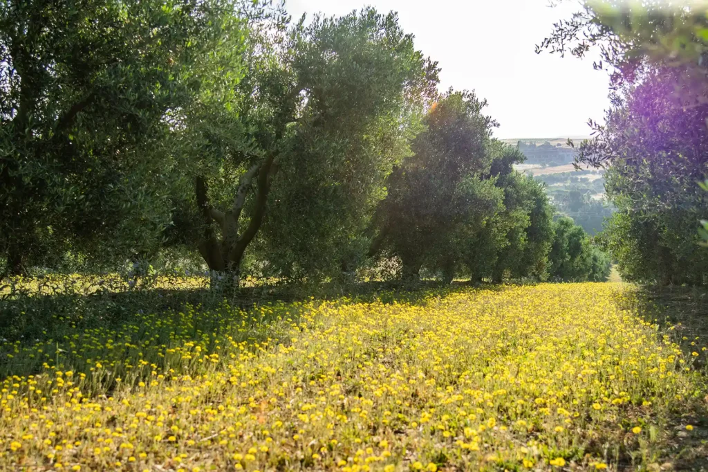 Halkidiki Trees